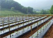 Recently planted field of staked tomatoes
