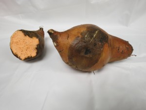 Black rot of sweetpotato