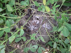 Signs and symptoms of southern stem rot on peanut