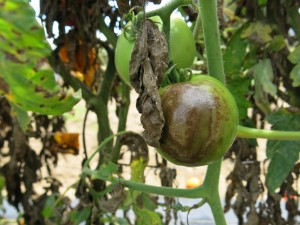 Cover photo for Late Blight Found in Buncombe County, NC - August 25, 2016