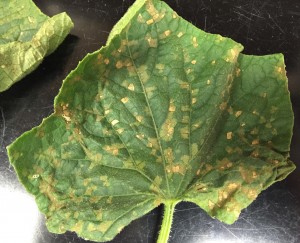Cover photo for Cucurbit Downy Mildew Found in Ashe and Haywood Counties