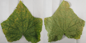 two cucumber leaves top and bottom view