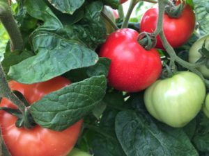 Cover photo for Vegetable Production Update-April 13th, 2018