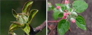 Cover photo for Apple Disease Update: Tight Cluster and Pink Bud