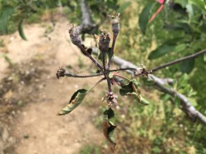 Cover photo for Apple Disease Update: 2nd Cover