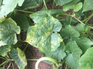 Early downy mildew symptoms on a cucumber leaf
