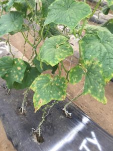 Cover photo for Cucumber Anthracnose Reported in North Carolina