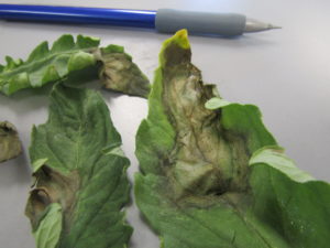 Lesions caused by Phytophthora nicotianae on tomato leaves.