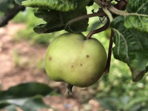 Cover photo for Apple Disease Update: Week of June 10