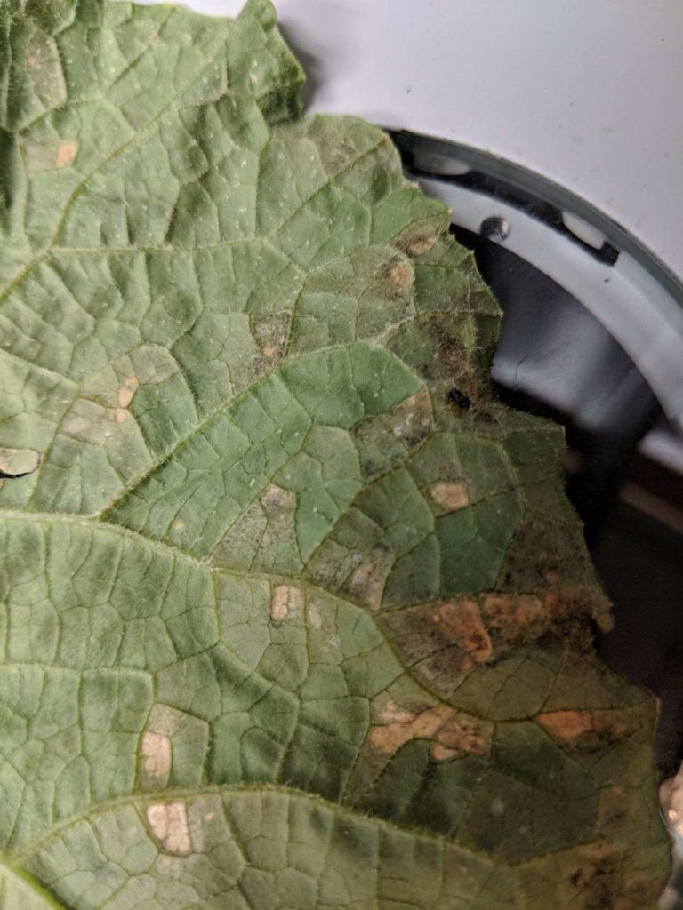 Underside of cucumber leaf showing downy mildew symptoms. Photo by K. Blaedow