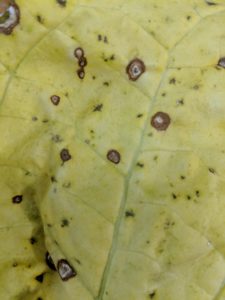 Frogeye leaf spot of tobacco