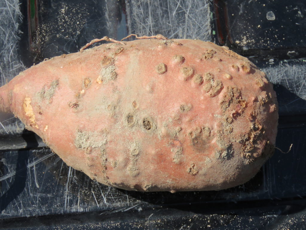 When to plant sweet potatoes in nc Idea