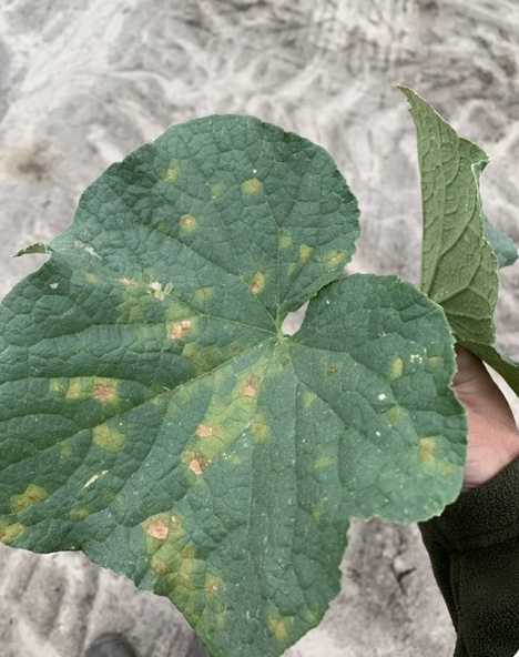 Cucumber Downy Mildew Detected in North Carolina | NC State Extension