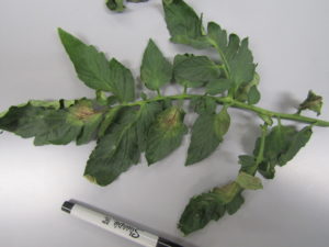 Late blight symptoms on tomato leaf
