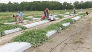 Cover photo for NC County Extension Agents Practice Cucurbit Disease Identification Techniques
