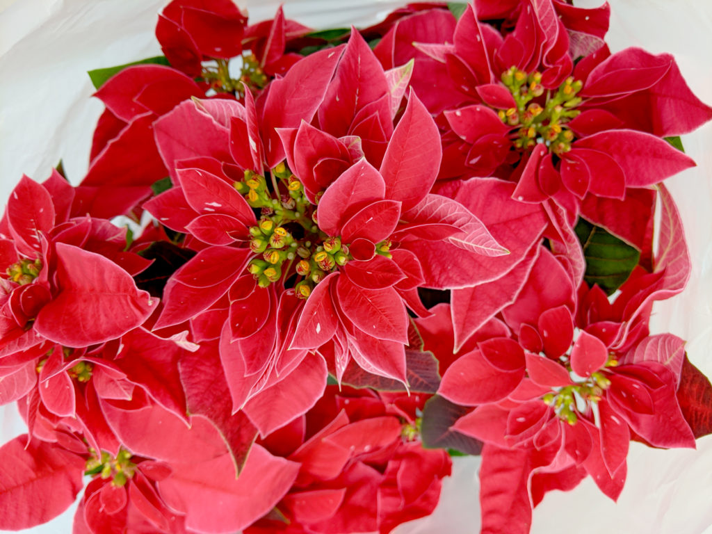 Poinsettia plant