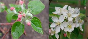Pink and bloom apple bud stage