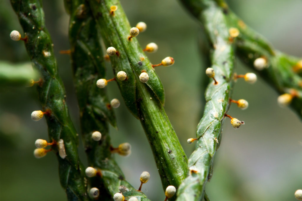 slime mold on conifer needles