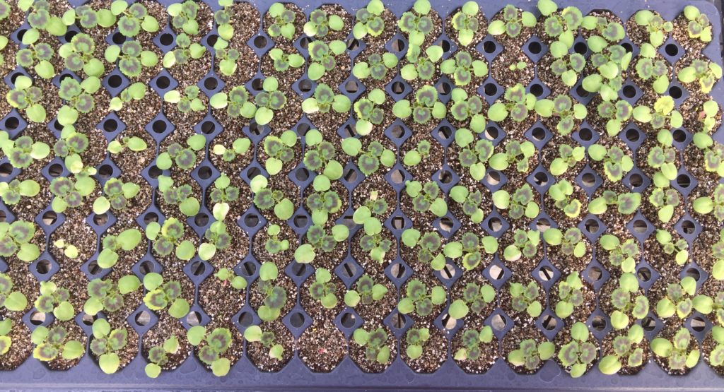 Healthy geranium seedlings
