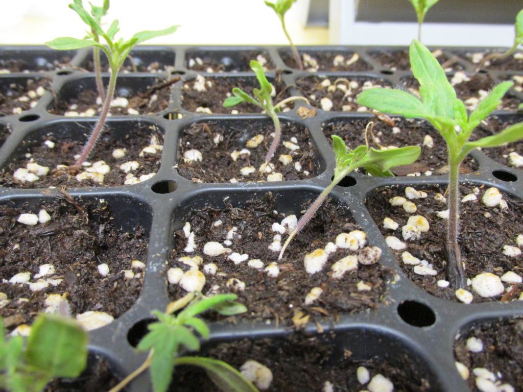 Damping-off of tomato seedlings