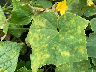 Figure 1. Angular, yellow lesions on topside of the leaves that are bound by leaf veins. Mike Adams, NC State Vegetable Pathology Lab