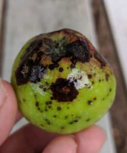 Apple showing unknown rot disease