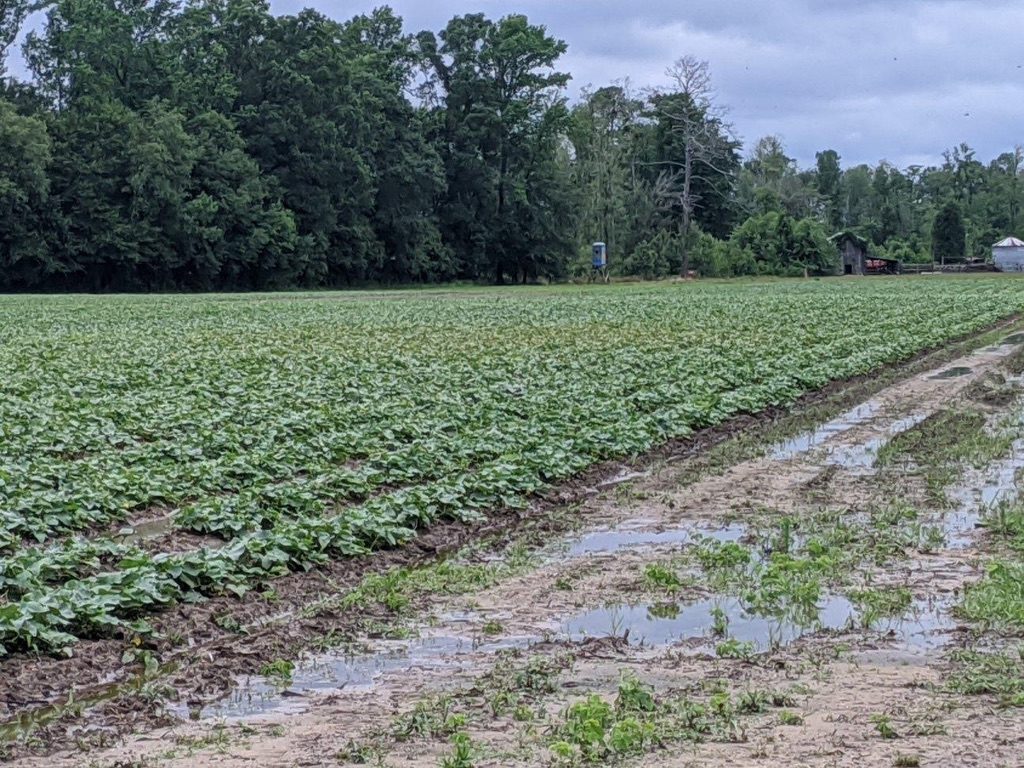 Cucumber field infected with downy mildew