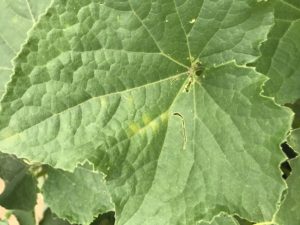 Cover photo for Cucurbit Downy Mildew Confirmed in Western NC (8/14/2020)