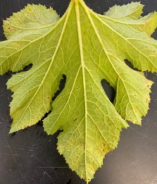 Dark spores on the underside of the leaf