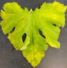 Circular, yellow lesions on surface of the leaves