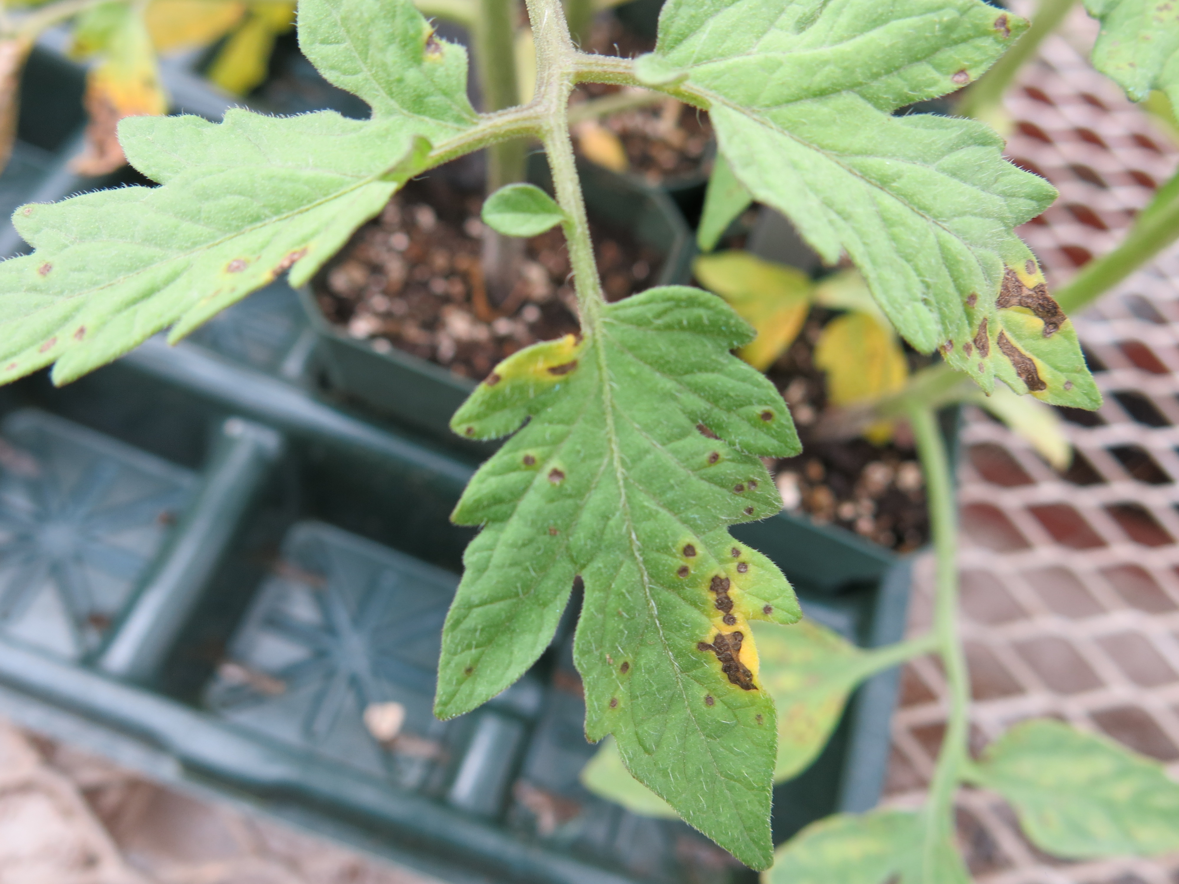 Tips to Prevent and reduce Bacterial Spot on Tomato Plants