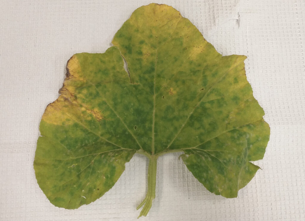 CDM symtoms on squash leaf