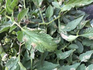 Late blight on tomato leaf