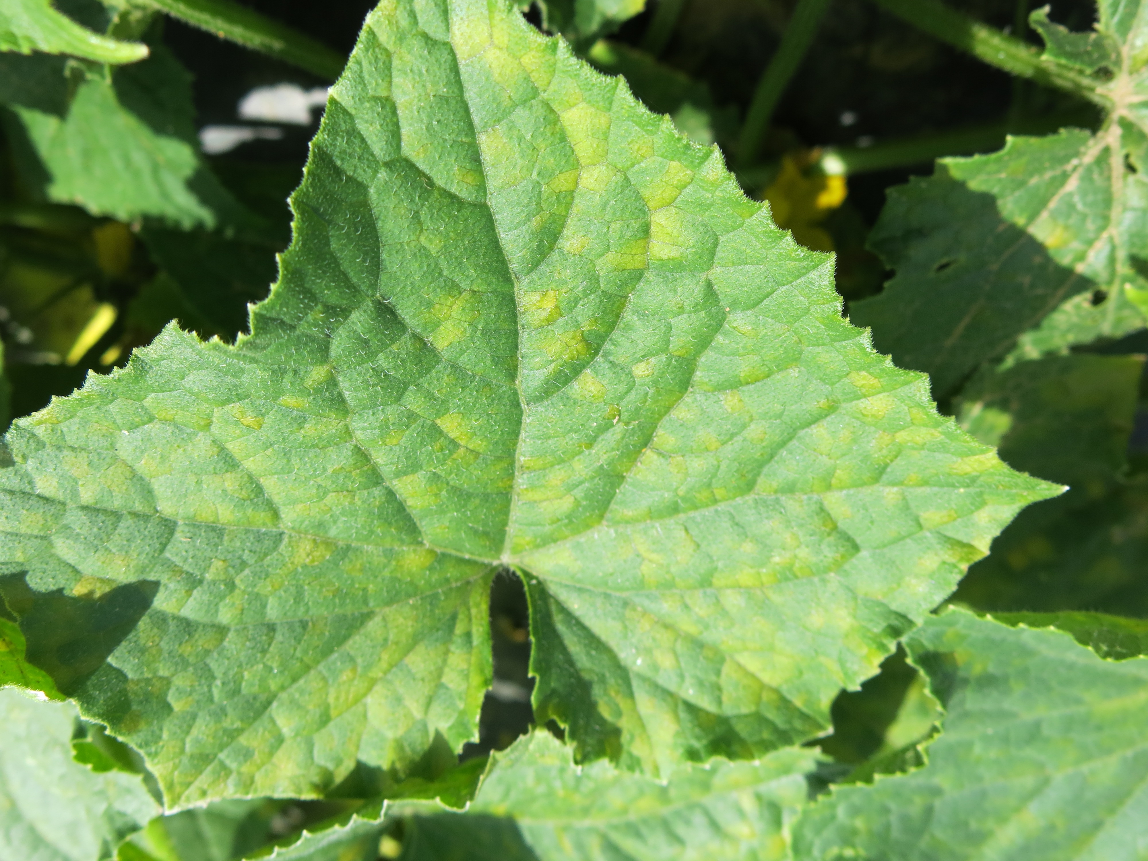 symptoms on top of leaf