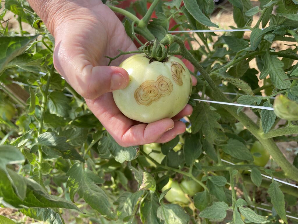 Resistance-breaking variants of TSWV found on Tomato in NC | NC State  Extension