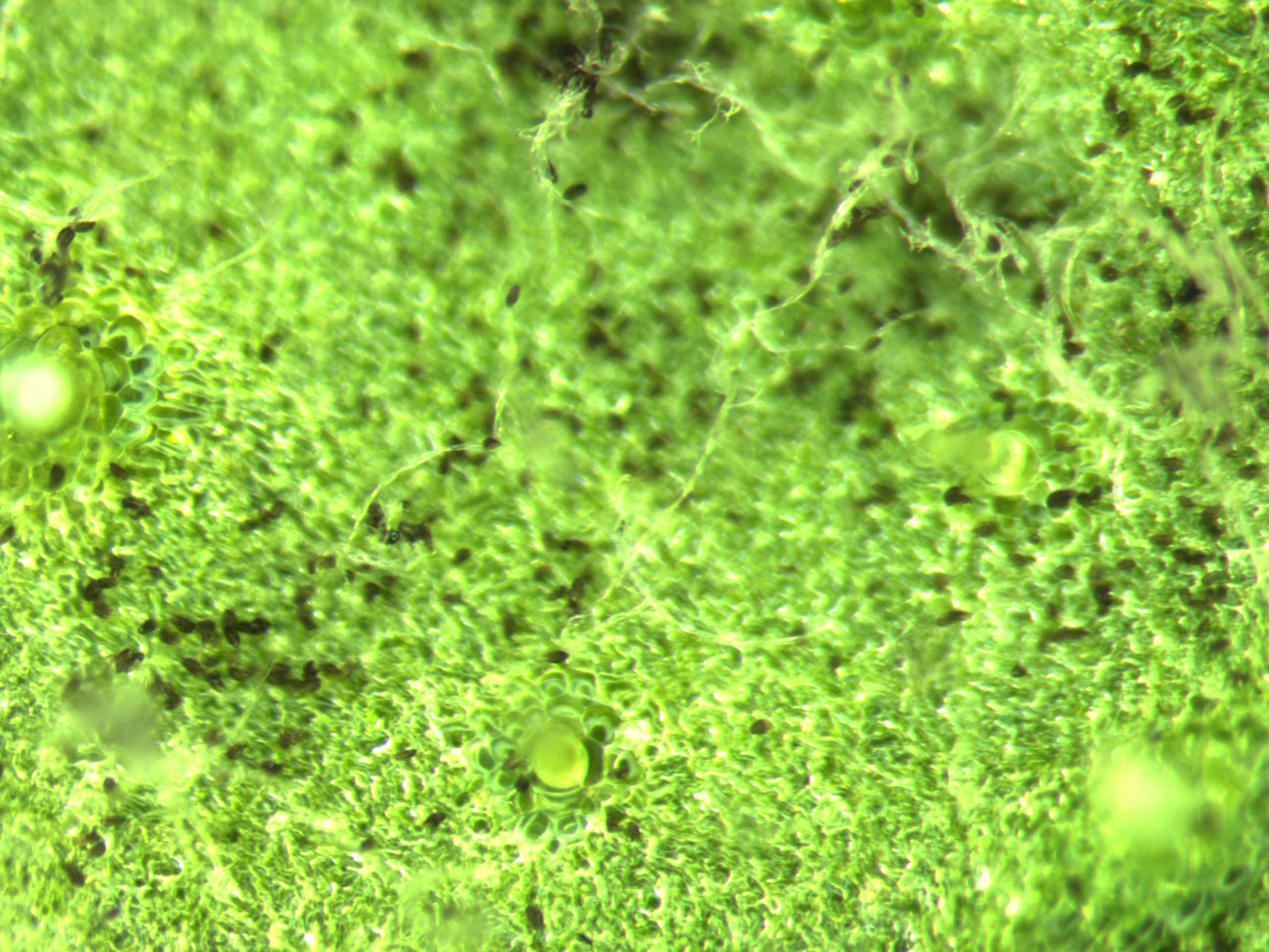 spores on underside of leaf