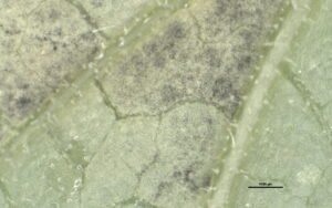 Spores (sporangia) of the cucurbit downy mildew pathogen