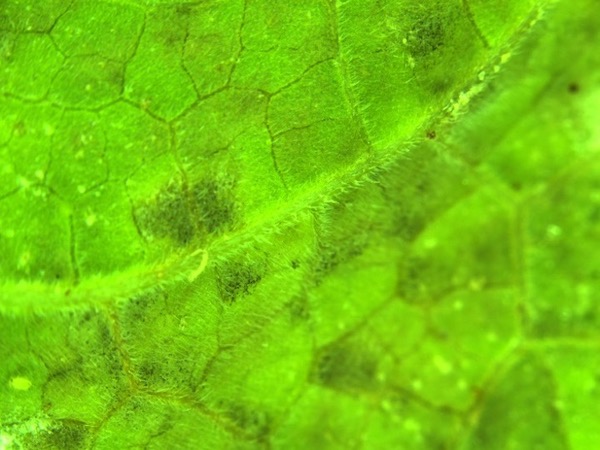 sporulation on underside of leaf