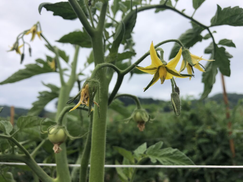 2024 Spray Guides for Tomato and Pepper | NC State Extension