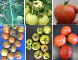Symptoms of ToBRFV on tomato plants and fruit. Credit: A. Dombrovsky, O. Batuman, Fidan et al. (2019) and Luria et al. (2017), https://edis.ifas.ufl.edu/publication/PP360