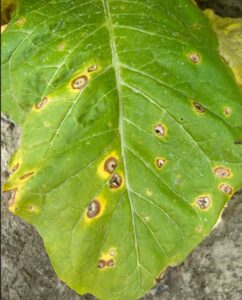 Cover photo for 2024 Fungicide Programs for Target Spot in NC Flue-Cured Tobacco