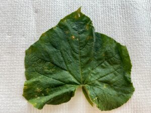 Figure 1: Chlorotic, angular lesions on the upper side of the leaf (Photo credit: Lina Quesada)