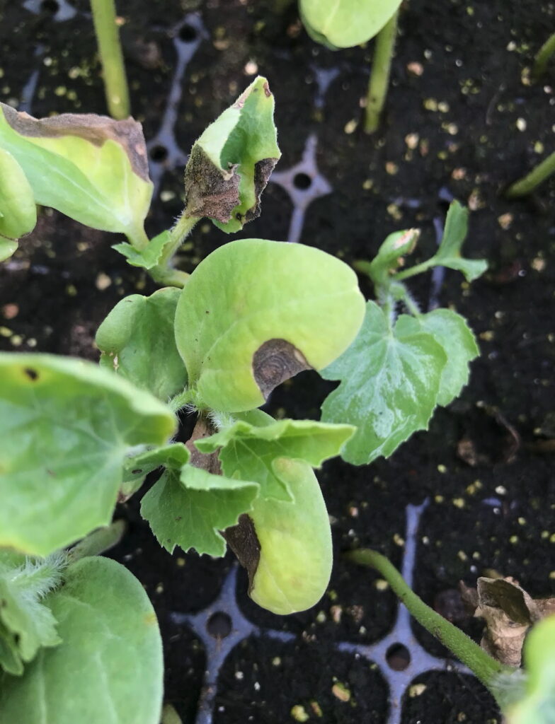Fig. 2: gummy stem blight leaf spots on watermelon leaves and cotyledons (Photo: Erin Eure, NC State Extension)