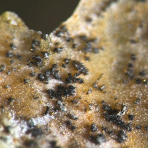 Figure 2. Acervuli with setae growing on the pepper leaf tissue from the anthracnose fungus