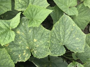 Figure 2: Chlorotic, angular lesions on the upper side of the leaf