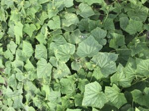 Figure 1: cucumber downy mildew in a commercial field 